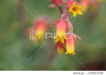 満開のエケベリアの花 139983584