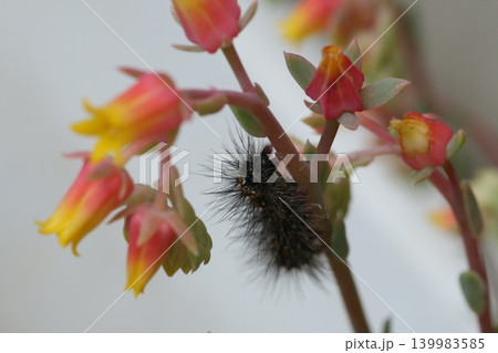 エケベリアの花にとまる毛虫 エケベリアの花にとまる毛虫 139983585