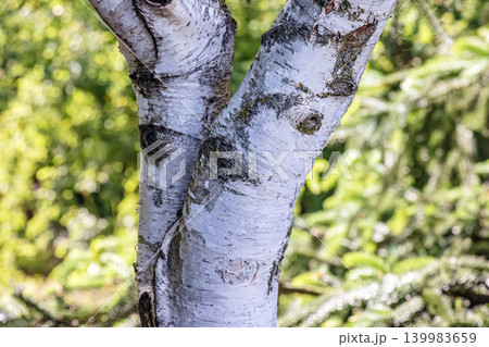 Betula jacquemontii bark texture with layered white surface in spring light Betula jacquemontii bark texture with layered white surface in spring light 139983659