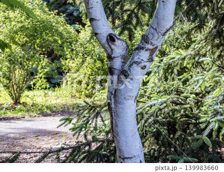 White ornamental Himalayan birch trunk with peeling bark in botanical garden White ornamental Himalayan birch trunk with peeling bark in botanical garden 139983660
