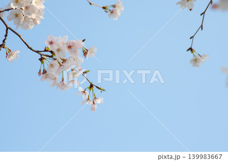 青空を背景に咲く桜の花、美しい日本の春の風景 青空を背景に咲く桜の花、美しい日本の春の風景 139983667