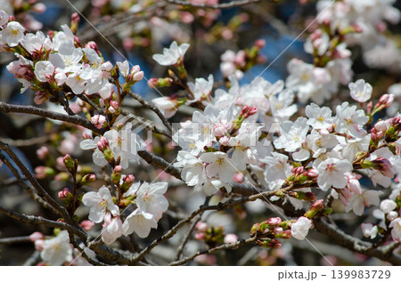 枝いっぱいに咲く桜の花、美しい日本の春の風景 枝いっぱいに咲く桜の花、美しい日本の春の風景 139983729