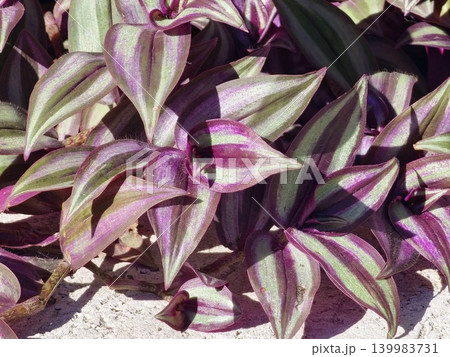 Jacaranda mimosifolia fernlike foliage in Cordoba Argentina botanical setting 139983731