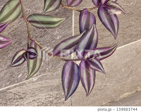 Fine textured foliage of blue jacaranda tree in Cordoba Argentina 139983744