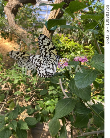 花にとまり大きな白黒模様の羽を広げる優雅なオオゴマダラのクローズアップ写真 花にとまり大きな白黒模様の羽を広げる優雅なオオゴマダラのクローズアップ写真 139983858