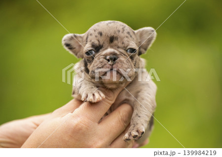 Adorable French bulldog puppy with rare merle pattern held in human hands. Close up of a cute baby dog against green background Adorable French bulldog puppy with rare merle pattern held in human hands. Close up of a cute baby dog against green background 139984219
