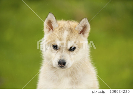 Close up portrait of a cute Siberian husky puppy looking at camera. Fluffy purebred baby dog on green grass background. Close up portrait of a cute Siberian husky puppy looking at camera. Fluffy purebred baby dog on green grass background. 139984220