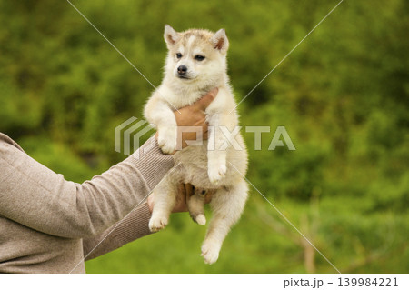Cute Siberian husky puppy held up in human hands outdoors. Adorable fluffy baby dog on a blurred green background Cute Siberian husky puppy held up in human hands outdoors. Adorable fluffy baby dog on a blurred green background 139984221