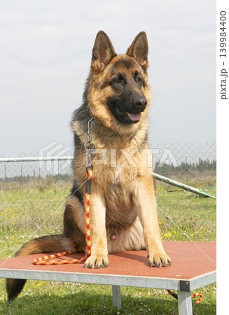training of german shepherd training of german shepherd 139984400