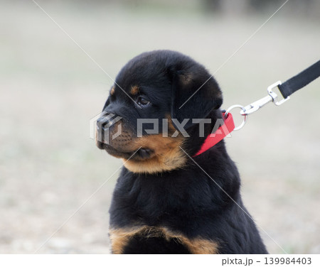 training of puppy rottweiler training of puppy rottweiler 139984403