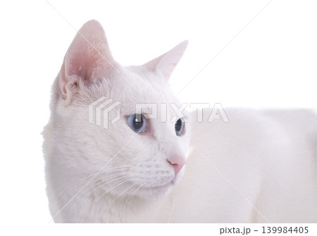 white cat white cat 139984405