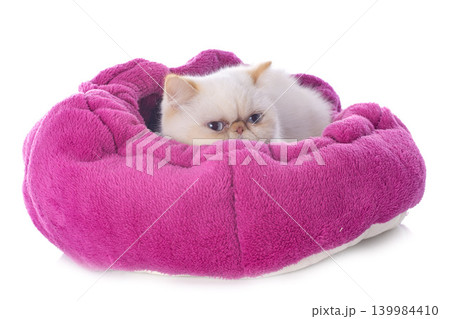 exotic shorthair cat exotic shorthair cat 139984410