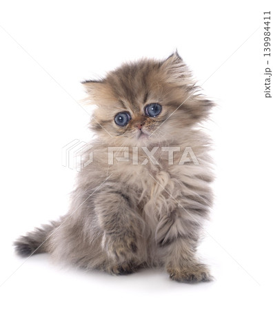 persian kitten persian kitten 139984411