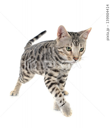 bengal cat 139984414