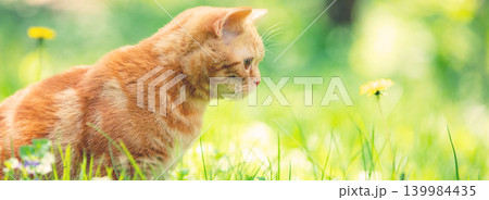 Funny red kitten sits on a green lawn on a summer sunny day Funny red kitten sits on a green lawn on a summer sunny day 139984435