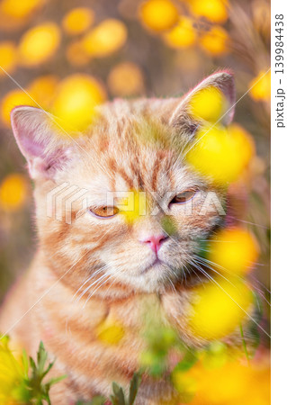 Ginger kitten walking in the grass with dandelions on a summer sunny day Ginger kitten walking in the grass with dandelions on a summer sunny day 139984438