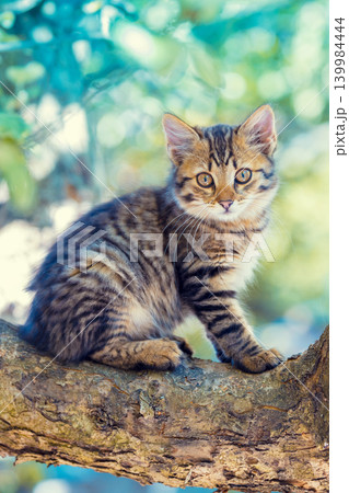 A cute little kitten is sitting on a tree branch in the garden 139984444