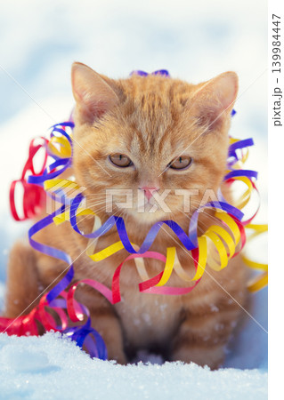 Little kitten wrapped in serpentine, sitting outdoors on the snow in winter Little kitten wrapped in serpentine, sitting outdoors on the snow in winter 139984447