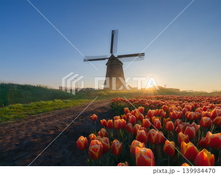 Windmill and tulips in the Netherlands. Misty morining. Field with tulips during blooming time. Windmill and tulips in the Netherlands. Misty morining. Field with tulips during blooming time. 139984470