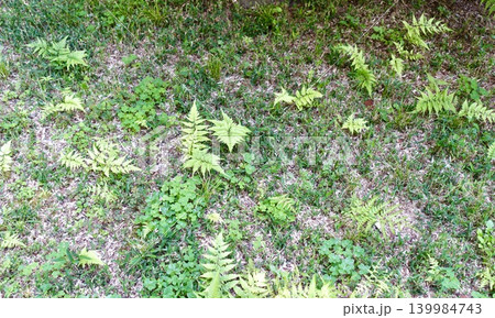 羊歯や草が生える裏庭の風景 羊歯や草が生える裏庭の風景 139984743