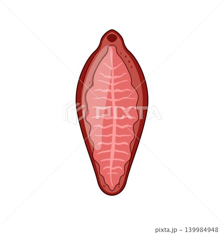 Parasite worm vector flatworm trematode diagram Parasite worm vector flatworm trematode diagram 139984948