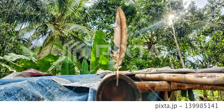 Dry feathers on bamboo with a green garden background Dry feathers on bamboo with a green garden background 139985141