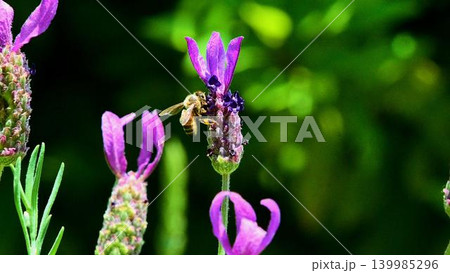 ラベンダーの花の蜜を吸うミツバチ ラベンダーの花の蜜を吸うミツバチ 139985296