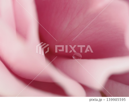 秋のバラ園でマクロ撮影した花びらに宿る美しいひと粒の雫とピンクの薔薇 秋のバラ園でマクロ撮影した花びらに宿る美しいひと粒の雫とピンクの薔薇 139985595