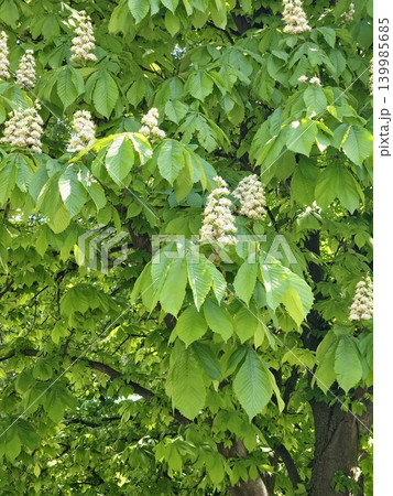 Horse chestnut tree foliage in Dnipro Ukraine urban landscape Horse chestnut tree foliage in Dnipro Ukraine urban landscape 139985685
