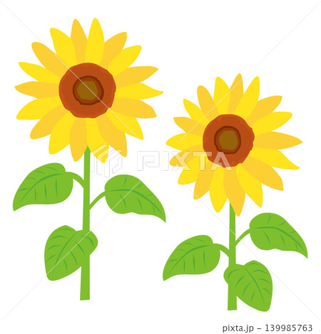 向日葵の花 向日葵の花 139985763