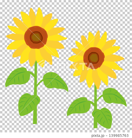 向日葵の花 向日葵の花 139985763