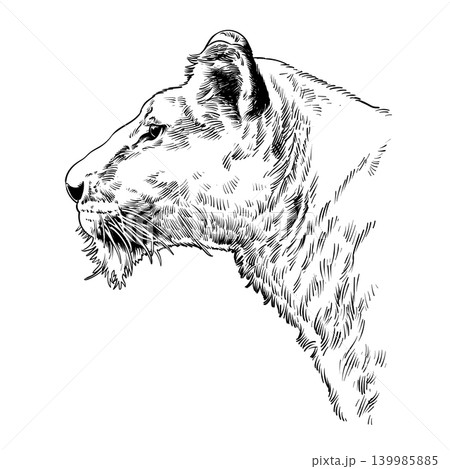 Lioness portrait lion head sketch hand drawn Lioness portrait lion head sketch hand drawn 139985885