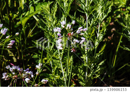 Close botanical detail of Allium roseum star shaped florets 139986153