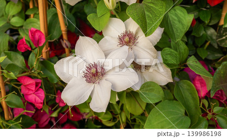 Clematis cultivar Miss Bateman blooms in summer in the garden with flowers - Marie Boisselot 139986198