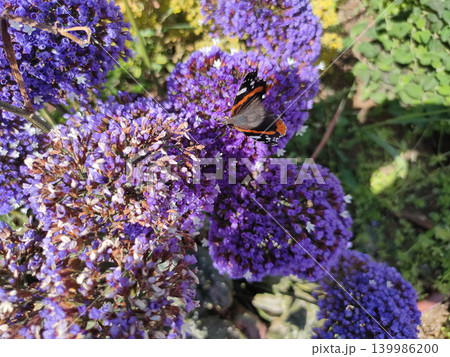 Buddleja davidii purple blooms in summer in the garden with flowers - Heliotropium 139986200