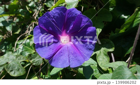 Ipomoea purpurea blooms in summer in the garden with flowers - Ipomoea nil 139986202