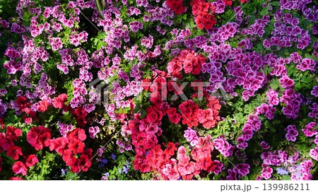 Pelargonium grandiflorum. The Red Geranium is a species of plant in the genus Pelargonium. Pelargonium grandiflorum. The Red Geranium is a species of plant in the genus Pelargonium. 139986211