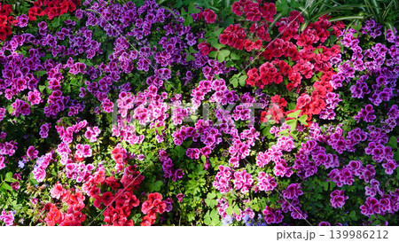 Pelargonium grandiflorum. The Red Geranium is a species of plant in the genus Pelargonium. Pelargonium grandiflorum. The Red Geranium is a species of plant in the genus Pelargonium. 139986212