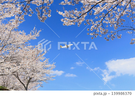 飛行機と青空と桜 139986370