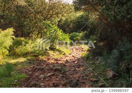 Rocky dirt path winding through green mediterranean forest and sunlit wild fennel plants in Bodrum, Turkey 139986597