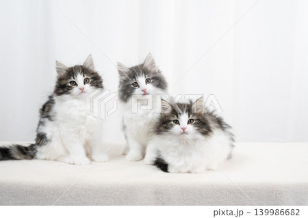 白バックと3匹のノルウェージャンフォレストキャットの仔猫 白バックと3匹のノルウェージャンフォレストキャットの仔猫 139986682