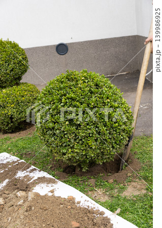 Gardener backfilling soil around a boxwood shrub during planting process. Final stage of planting, covering roots with soil, gardening and landscaping concept, outdoor work. 139986925