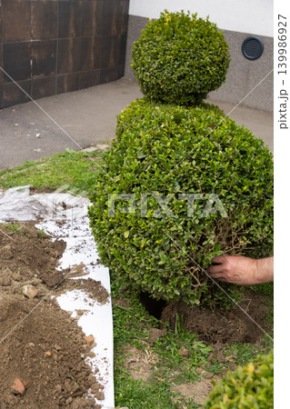 Gardener placing a boxwood shrub into the soil during planting process. Landscaping and gardening concept, positioning plant in ground, preparing for planting, outdoor work in garden. 139986927