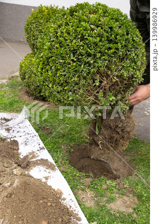Gardener placing a boxwood shrub into the soil during planting process. Landscaping and gardening concept, positioning plant in ground, preparing for planting, outdoor work in garden. Gardener placing a boxwood shrub into the soil during planting process. Landscaping and gardening concept, positioning plant in ground, preparing for planting, outdoor work in garden. 139986929