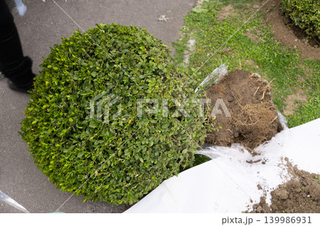 Boxwood shrub after removing plastic wrap, ready for planting in the garden. Preparation stage before planting, exposed roots and soil, gardening and landscaping concept, outdoor environment. 139986931