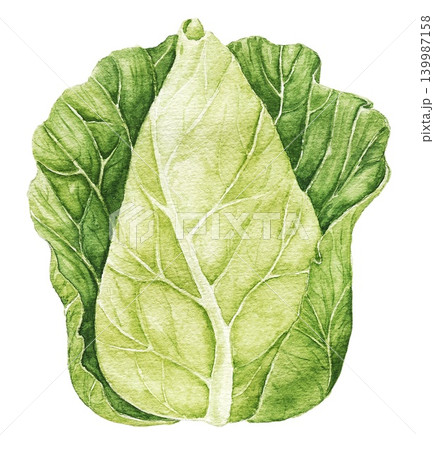 Cabbage watercolor vegetable illustration for recipe cards, menu designs, food packaging, harvest themes and seasonal kitchen projects. Cabbage watercolor vegetable illustration for recipe cards, menu designs, food packaging, harvest themes and seasonal kitchen projects. 139987158