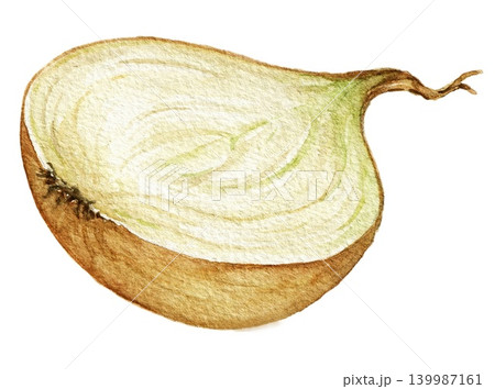 Onion half watercolor vegetable illustration for recipe cards, menu designs, food packaging, harvest themes and seasonal kitchen projects. hand painted art Onion half watercolor vegetable illustration for recipe cards, menu designs, food packaging, harvest themes and seasonal kitchen projects. hand painted art 139987161