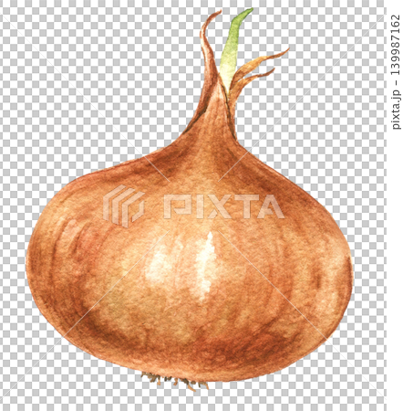 Onion watercolor vegetable illustration for recipe cards, menu designs, food packaging, harvest themes and seasonal kitchen projects. hand painted art Onion watercolor vegetable illustration for recipe cards, menu designs, food packaging, harvest themes and seasonal kitchen projects. hand painted art 139987162