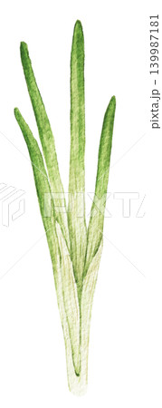 Spring onions watercolor vegetable illustration for recipe cards, menu designs, food packaging, harvest themes and seasonal kitchen projects. Hand painted art product 139987181