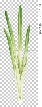 Spring onions watercolor vegetable illustration for recipe cards, menu designs, food packaging, harvest themes and seasonal kitchen projects. Hand painted art product Spring onions watercolor vegetable illustration for recipe cards, menu designs, food packaging, harvest themes and seasonal kitchen projects. Hand painted art product 139987181